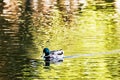 Mallard duck - Anas platyrhynchos - swims in the lake, beauty in