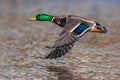 Mallard Duck, Anas platyrhynchos, wild duck in the flight Royalty Free Stock Photo