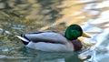 Mallard Duck (Anas platyrhynchos) wimming on a pond Royalty Free Stock Photo