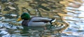 Mallard Duck (Anas platyrhynchos) wimming on a pond Royalty Free Stock Photo