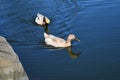 Mallard duck Anas platyrhynchosnchos, juvenile, 2. Royalty Free Stock Photo