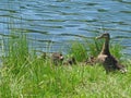 mallard duck with baby ducks on a lake coast