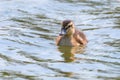 Mallard Duck Baby on water surface, Ducklings Swimming