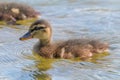 Mallard Duck Baby on water surface, Ducklings Swimming Royalty Free Stock Photo