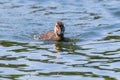 Mallard Duck Baby on water surface, Ducklings Swimming Royalty Free Stock Photo