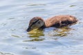 Mallard Duck Baby on water surface, Ducklings Swimming Royalty Free Stock Photo