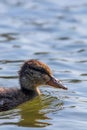 Mallard Duck Baby on water surface, Ducklings Swimming Royalty Free Stock Photo