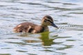 Mallard Duck Baby on water surface, Ducklings Swimming Royalty Free Stock Photo