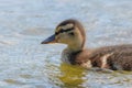 Mallard Duck Baby on water surface, Ducklings Swimming Royalty Free Stock Photo