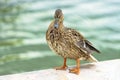 The mallard duck at Bassin Octogonal in Tuileries Garden at Paris, France.