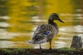 Mallard duck bird ( Anas platyrhynchos ) female on lake shore Royalty Free Stock Photo