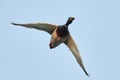 Mallard duck bird in fast flight. Royalty Free Stock Photo