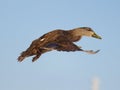 Flying duck Royalty Free Stock Photo