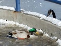 Mallard duck and Canada goose drinking water Royalty Free Stock Photo