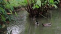 Mallard duck and carp rest under beautiful red Thalia geniculata tree in the rippling blue waves pond.