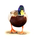 Mallard Duck with clipping path. Colourful mallard duck isolated white background Royalty Free Stock Photo