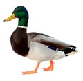 Mallard Duck with clipping path. Colourful wild duck drake isolated on white background Royalty Free Stock Photo