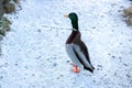 Mallard Duck with clipping path. Colourful wild duck drake isolated on white background Royalty Free Stock Photo