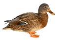 Mallard Duck Closeup of drake, Female Mallard. isolated on white background Royalty Free Stock Photo