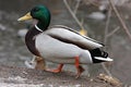 Mallard Duck. Closeup of a drake, standing in the Royalty Free Stock Photo