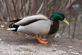 Mallard Duck. Closeup of a drake, standing in the Royalty Free Stock Photo