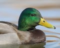 Mallard duck closeup profile portrait