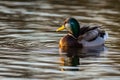 A mallard duck, colorful drake with yellow beak