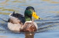This Mallard duck is coming closer Royalty Free Stock Photo