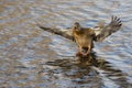 Mallard Duck Coming in for a Landing on the Still Water Royalty Free Stock Photo