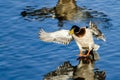 Mallard Duck Coming in for a Landing on the Still Water Royalty Free Stock Photo