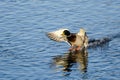 Mallard Duck Coming in for a Landing on the Still Water Royalty Free Stock Photo