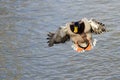 Mallard Duck Coming in for a Landing on the Still Water Royalty Free Stock Photo