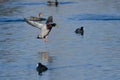 Mallard Duck Coming in for a Landing on the Water Royalty Free Stock Photo