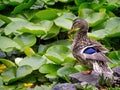 mallard duck contemplates water lily