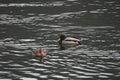 Mallard Duck couple swimming in the lake Royalty Free Stock Photo