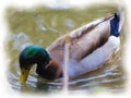 Mallard Duck on the Creek Brush Paintin