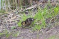 A mallard duck cub goes in the grass by the pond Royalty Free Stock Photo