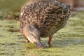 Mallard duck dabbling at vegetation on the Minnesota River in the Minnesota River National Wildlife Refuge Royalty Free Stock Photo