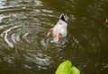 Mallard duck dives under the water