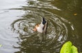 Mallard duck dives under the water