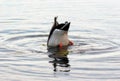 Mallard duck diving in a pound