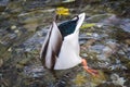 Mallard duck diving under water in search of food