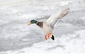 A mallard duck drake Anas platyrhynchos in flight over the Ottawa river in Canada Royalty Free Stock Photo