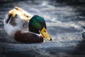 Mallard Duck Drake in a clear pond Royalty Free Stock Photo