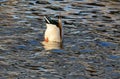 Mallard duck drake diving