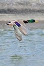 Mallard duck drake in fast flight, closeup Royalty Free Stock Photo