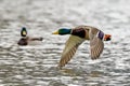 Mallard duck drake in fast flight Royalty Free Stock Photo