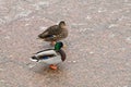Mallard Duck. A drake and  female mallard Royalty Free Stock Photo