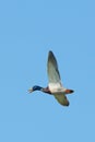 Mallard duck drake in flight on clear blue sky Royalty Free Stock Photo