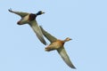 A pair of ducks flying in the blue sky Royalty Free Stock Photo